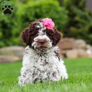 Penny, Lagotto Romagnolo Puppy